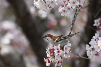 ニュウナイスズメ 場所が不明 2023年4月3日(月)