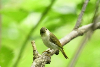 Ijima's Leaf Warbler Miyakejima Island Sat, 5/19/2018