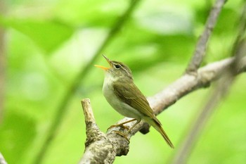 Ijima's Leaf Warbler Miyakejima Island Sat, 5/19/2018