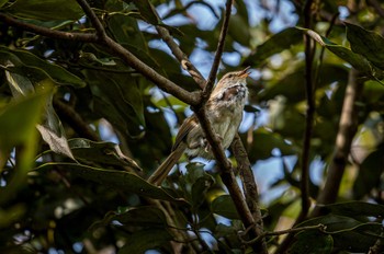 Japanese Bush Warbler Maioka Park Wed, 4/5/2023