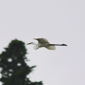 Wed, 5/23/2018 Birding report at 羽村市の多摩川(宮ノ下運動公園付近)