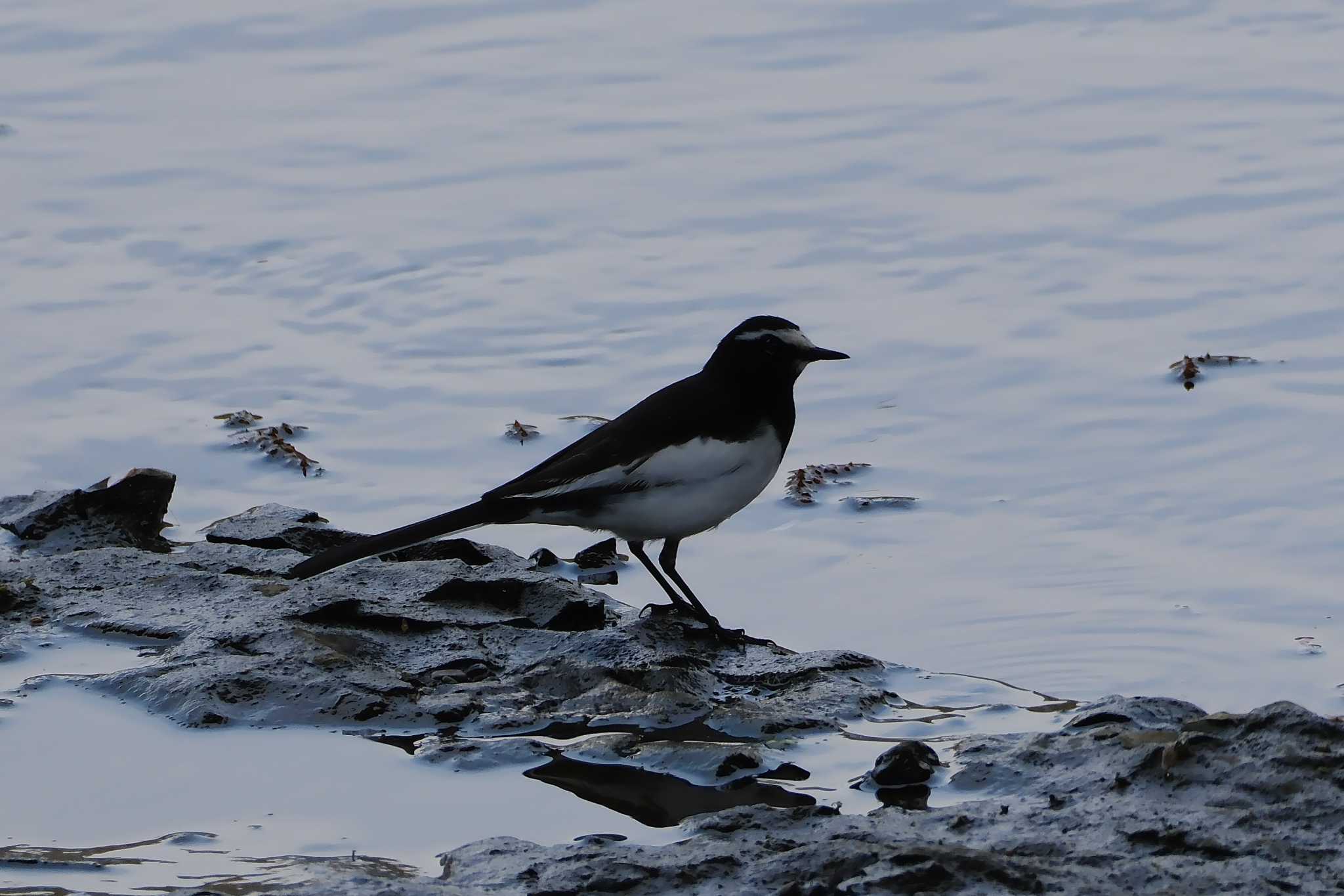 Japanese Wagtail