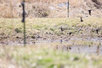 2023年4月4日(火) 段戸裏谷の野鳥観察記録