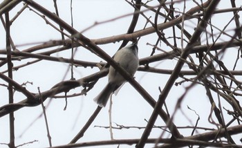 コガラ 段戸裏谷 2023年4月4日(火)