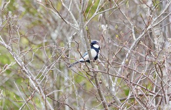 シジュウカラ 段戸裏谷 2023年4月4日(火)