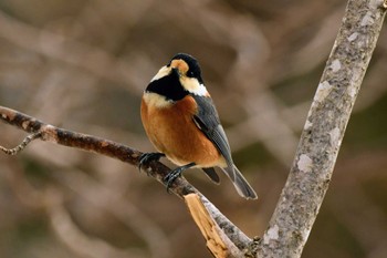 Varied Tit 東京都多摩地区 Thu, 3/23/2023