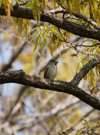 2023年4月5日(水) 宍塚の野鳥観察記録