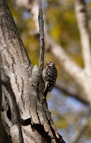 Japanese Pygmy Woodpecker 宍塚 Wed, 4/5/2023