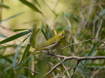 Warbling White-eye 宍塚 Wed, 4/5/2023