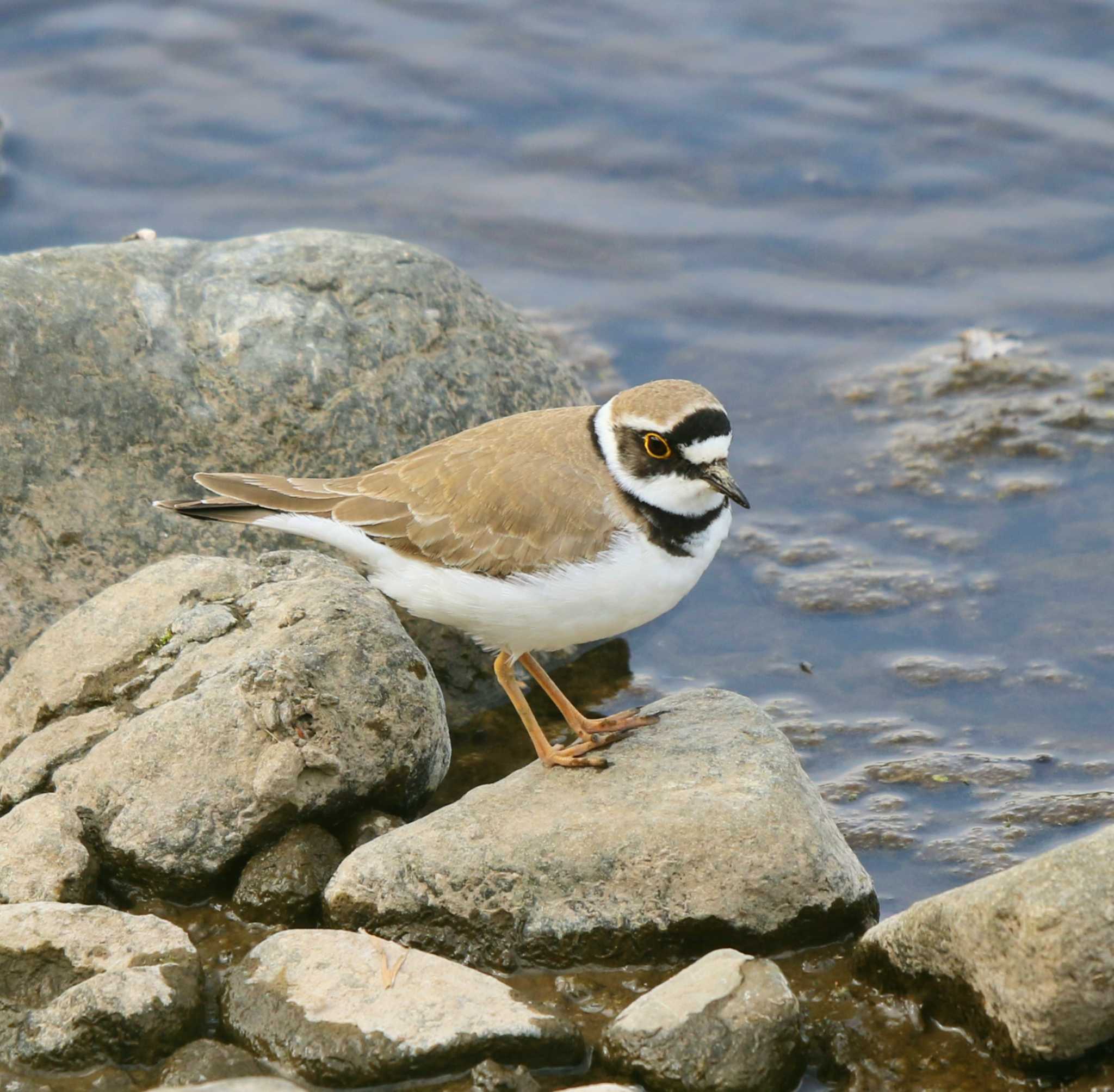 Little Ringed Plover