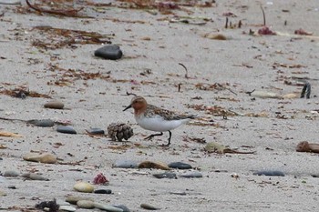 2018年5月23日(水) 北海道　函館市　志海苔・銭亀海岸の野鳥観察記録