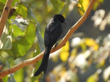 Black Drongo 台南山上花園水道博物館 Fri, 3/24/2023