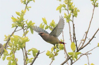 2023年4月5日(水) 野崎川流域(知多市)の野鳥観察記録