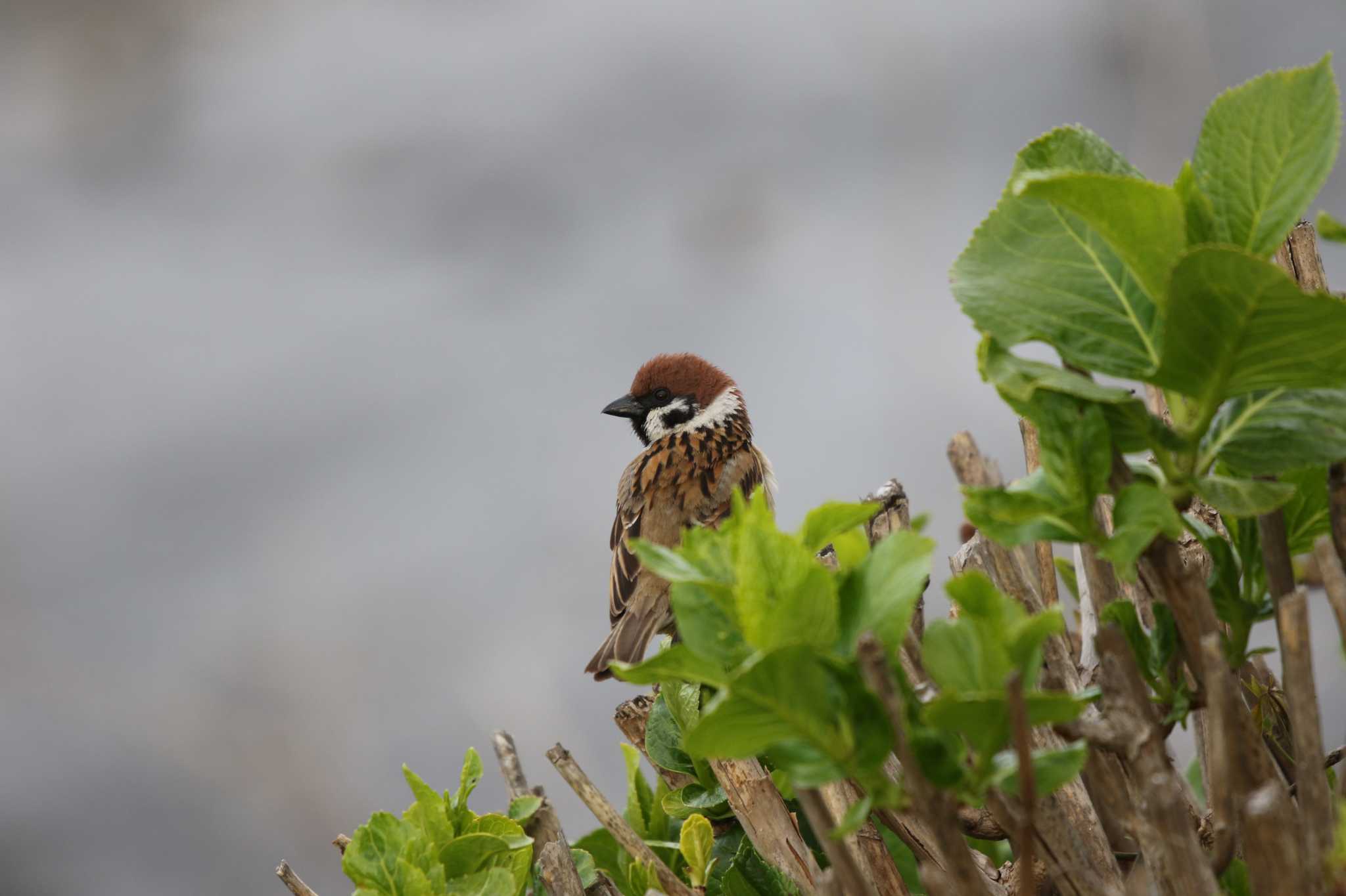 Eurasian Tree Sparrow