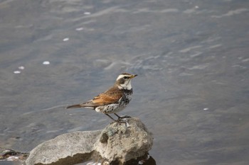 Dusky Thrush 玉川(厚木市) Wed, 4/5/2023