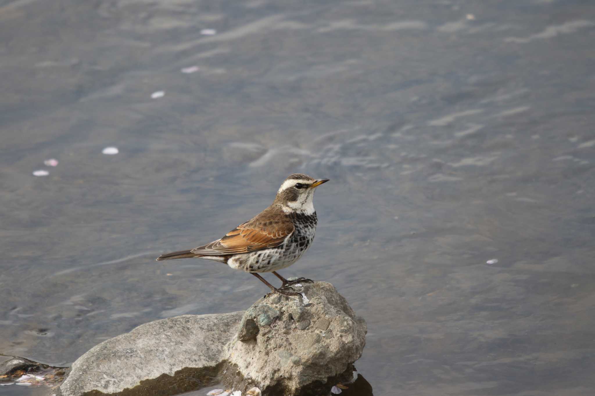 Dusky Thrush