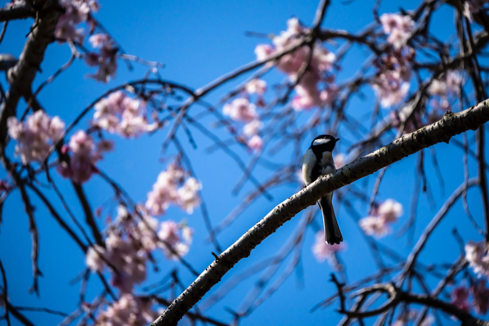 この辺りの桜も終わりですね by Landtraveler