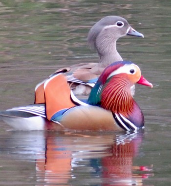 オシドリ 円山公園 2023年4月5日(水)