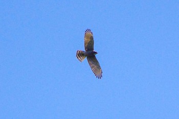 Grey-faced Buzzard 菜の花台 Sat, 4/1/2023