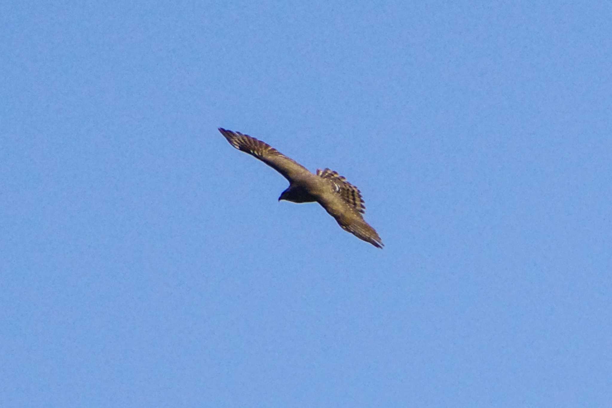 Photo of Grey-faced Buzzard at 菜の花台 by BW11558