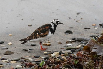 キョウジョシギ 北海道　函館市　志海苔・銭亀海岸 2018年5月23日(水)