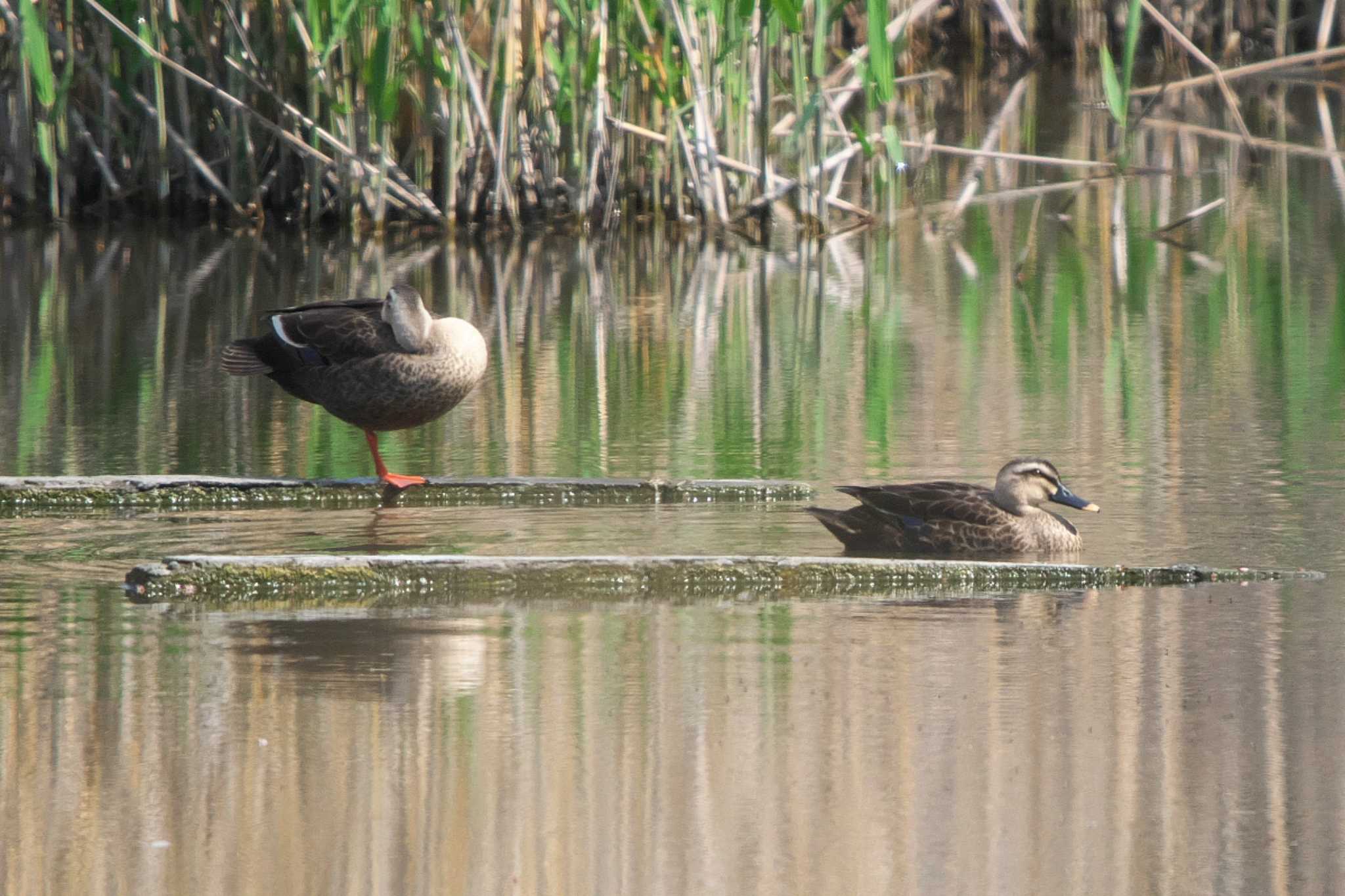 Eastern Spot-billed Duck