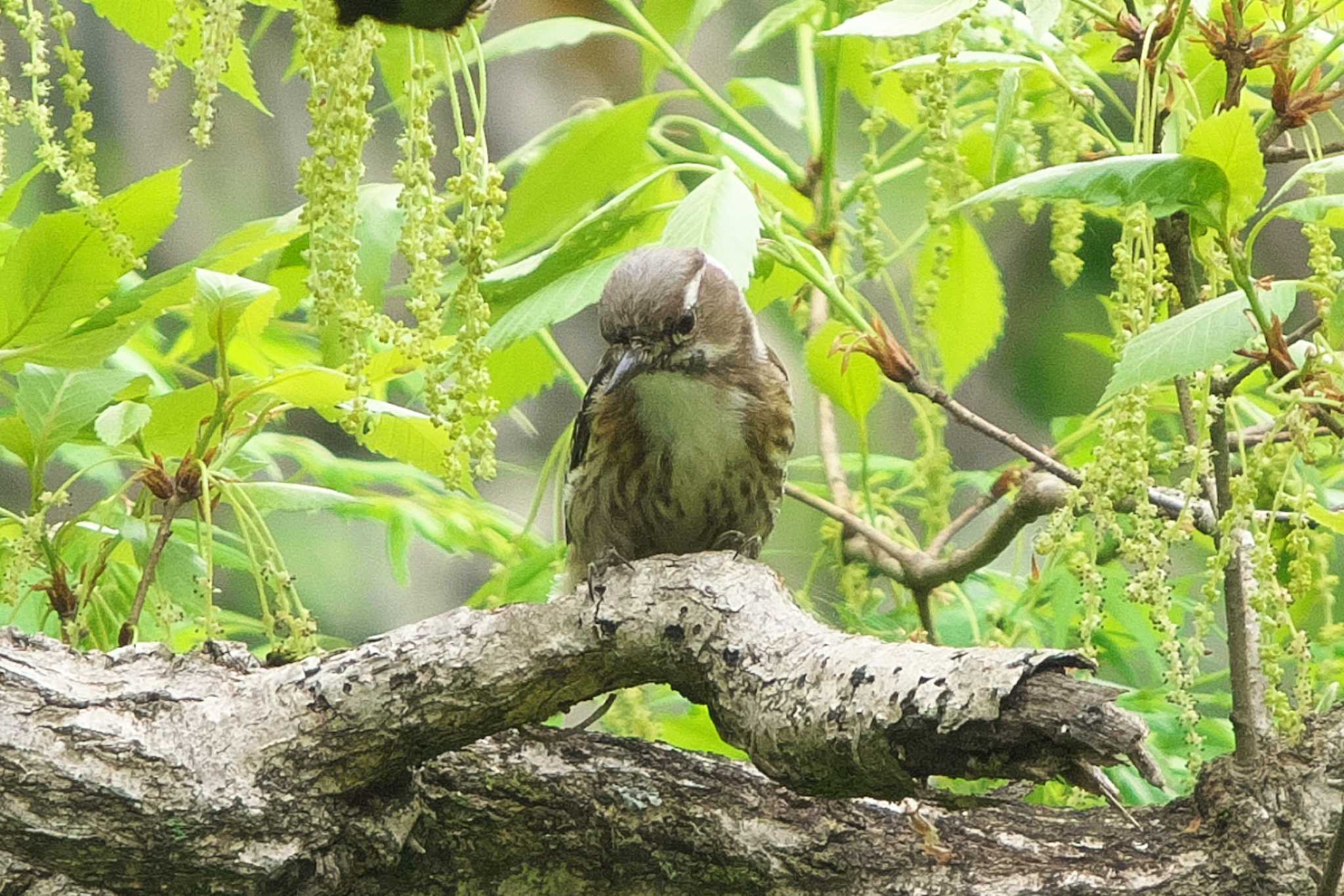 Japanese Pygmy Woodpecker