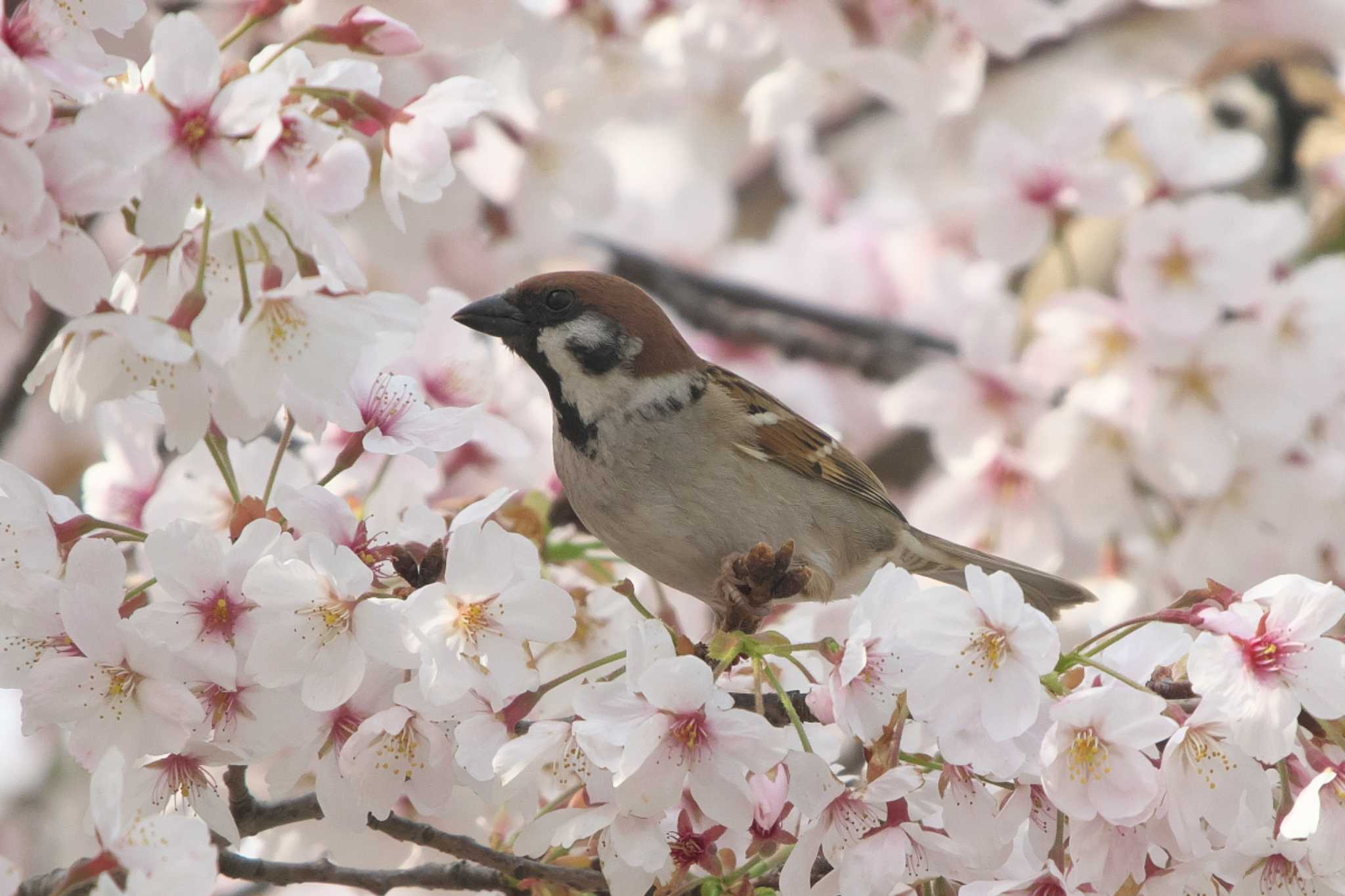 Eurasian Tree Sparrow