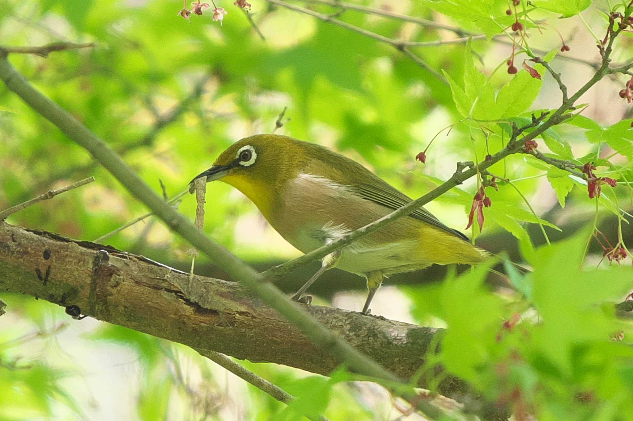 Warbling White-eye