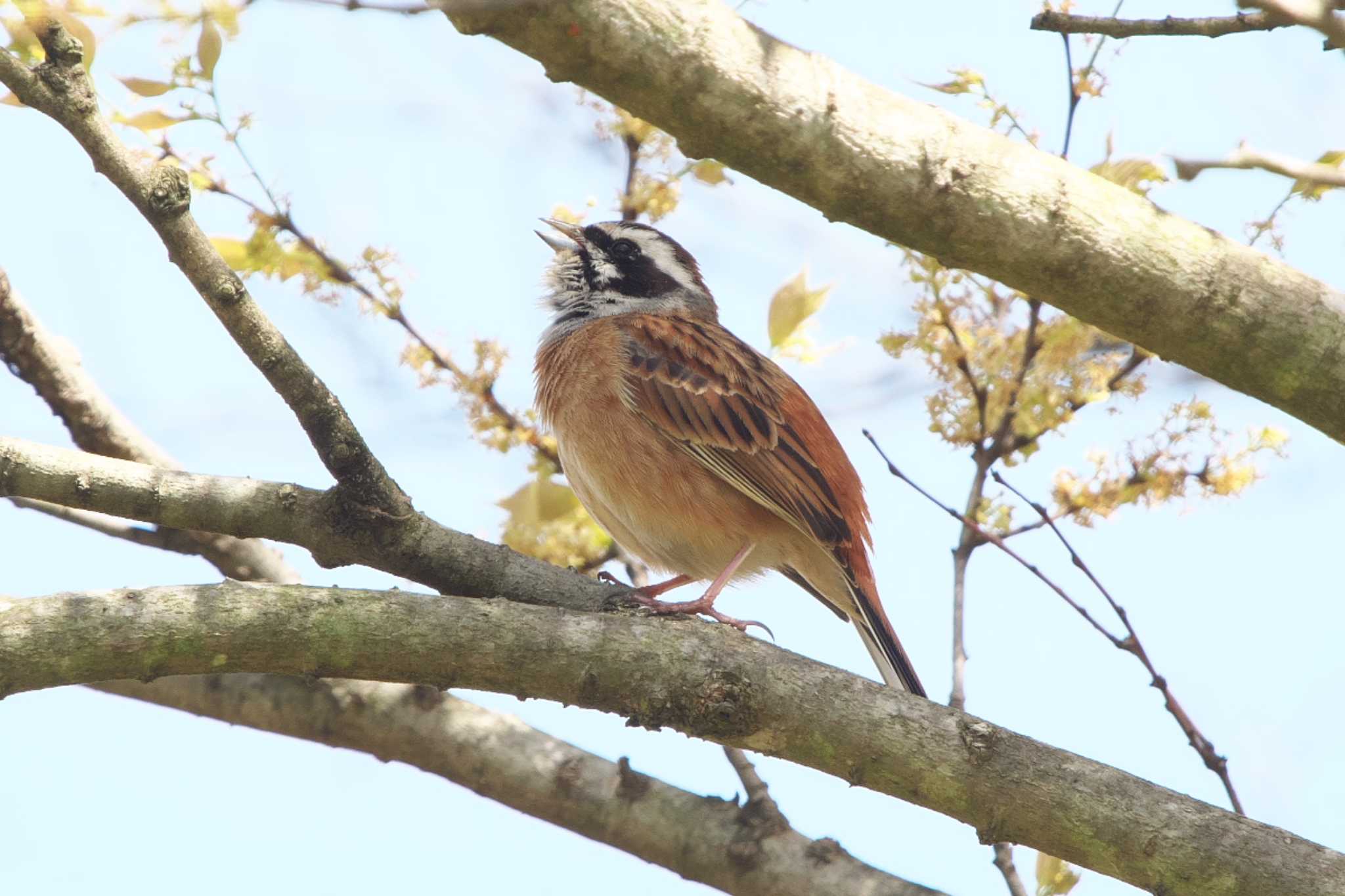 Meadow Bunting