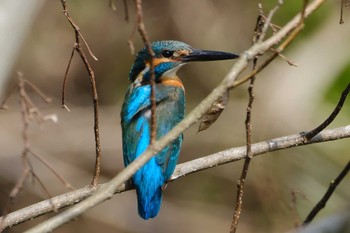 Wed, 4/5/2023 Birding report at 桜川緑地(水戸市)