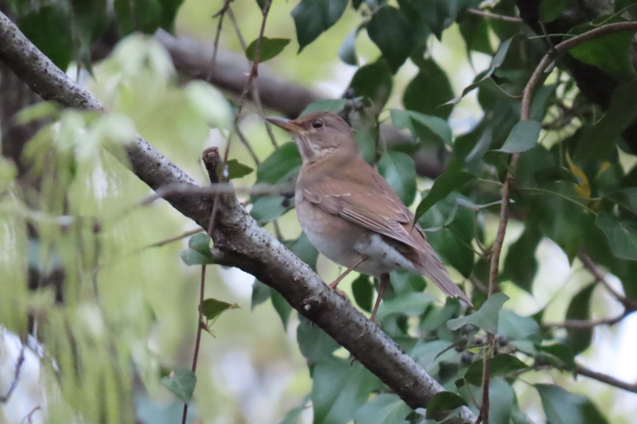 Photo of Pale Thrush at Mizumoto Park by toru