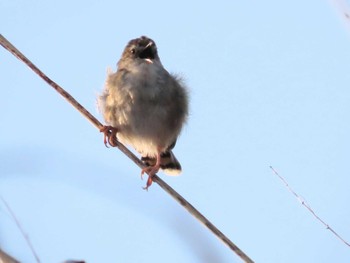 Zitting Cisticola 岡山旭川 Tue, 4/4/2023