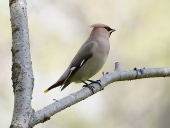 Bohemian Waxwing 埼玉県 Wed, 4/5/2023