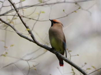 Japanese Waxwing 埼玉県 Wed, 4/5/2023