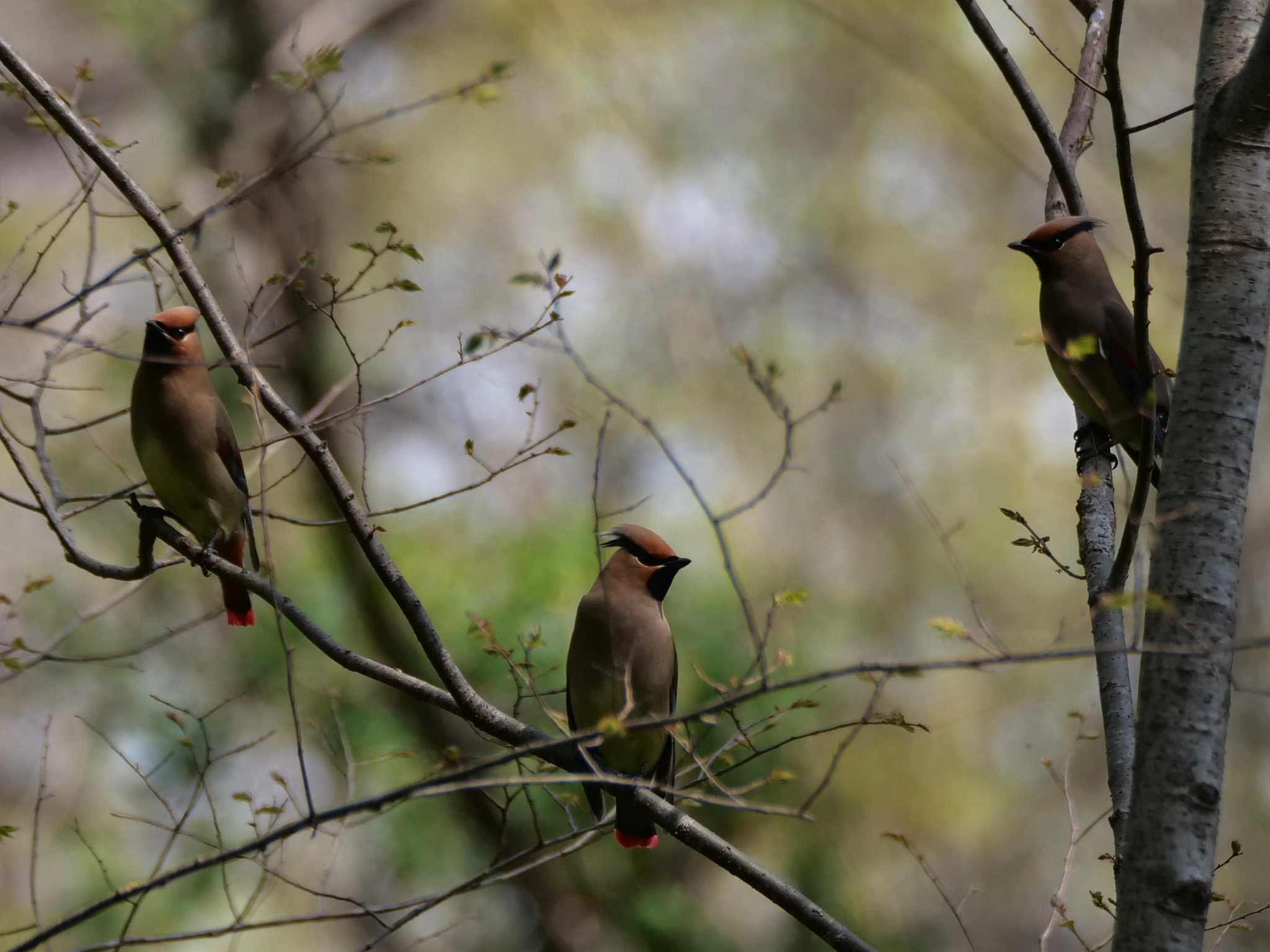 ヒレンジャクとキレンジャク3態。 by little birds