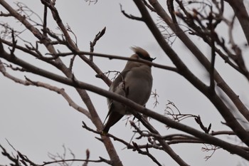 2023年4月5日(水) 札幌モエレ沼公園の野鳥観察記録