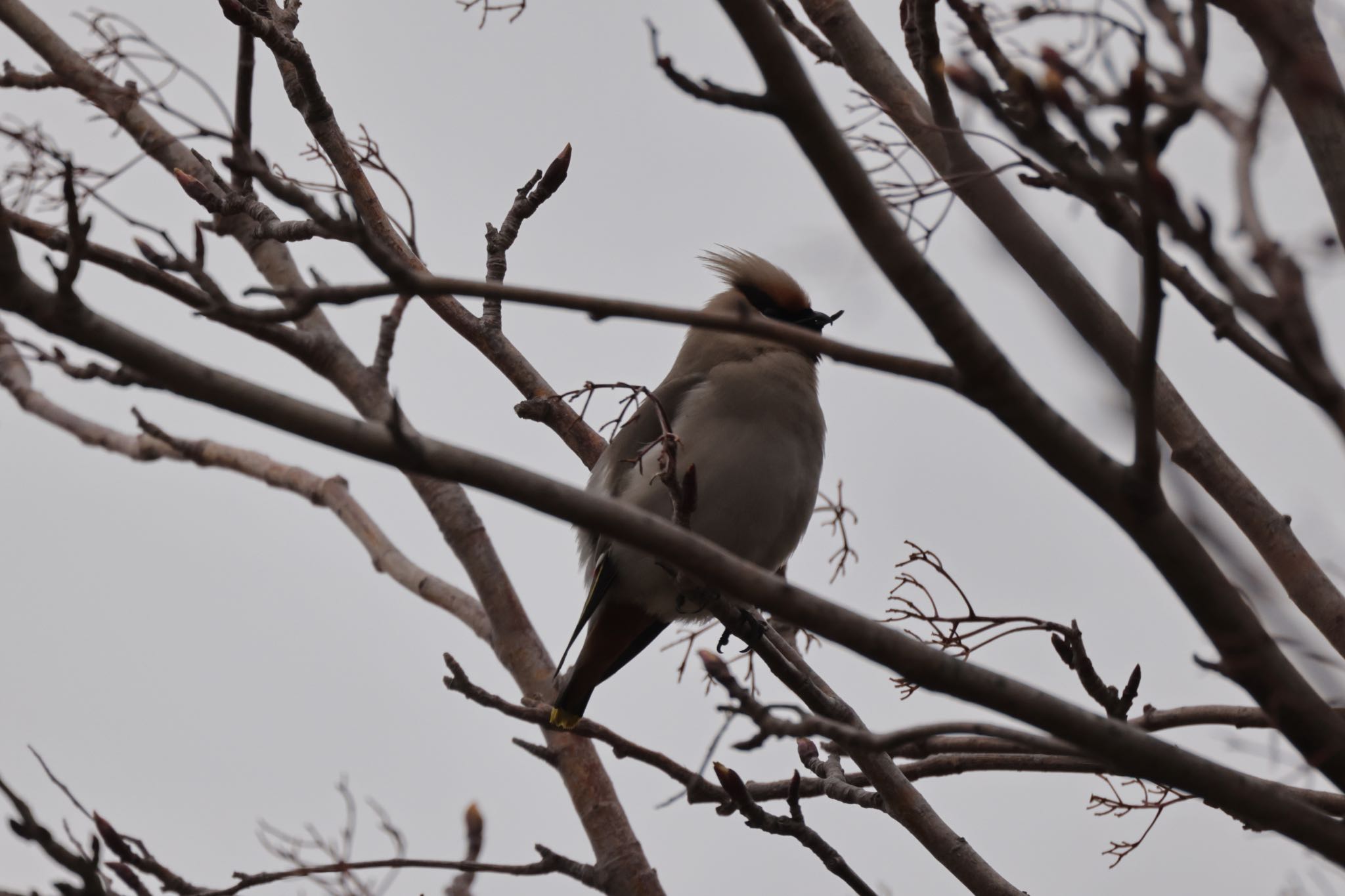 Photo of Bohemian Waxwing at 札幌モエレ沼公園 by will 73