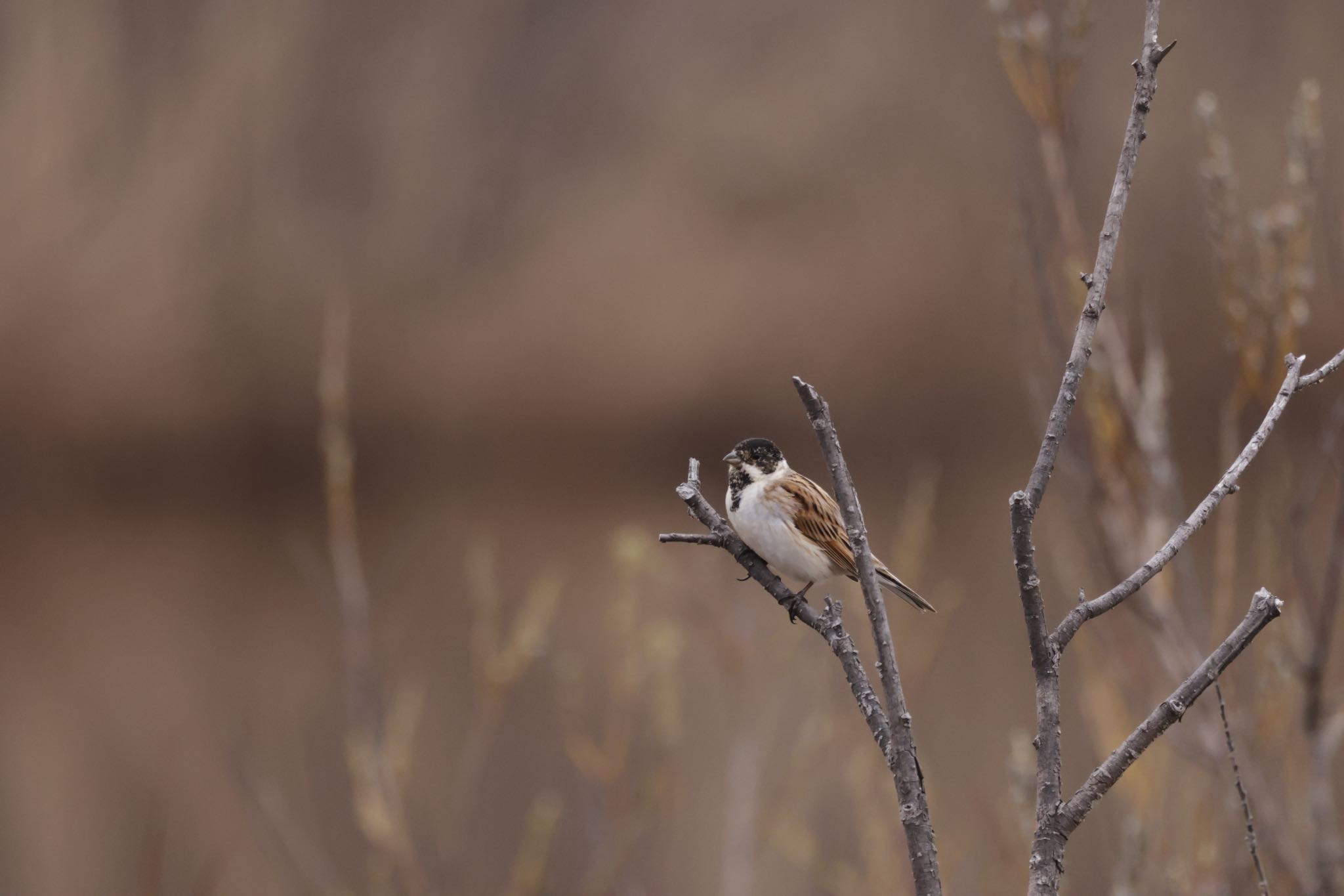 Common Reed Bunting