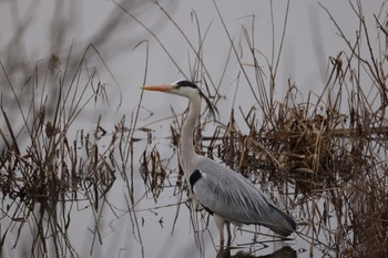 Grey Heron 札幌モエレ沼公園 Wed, 4/5/2023