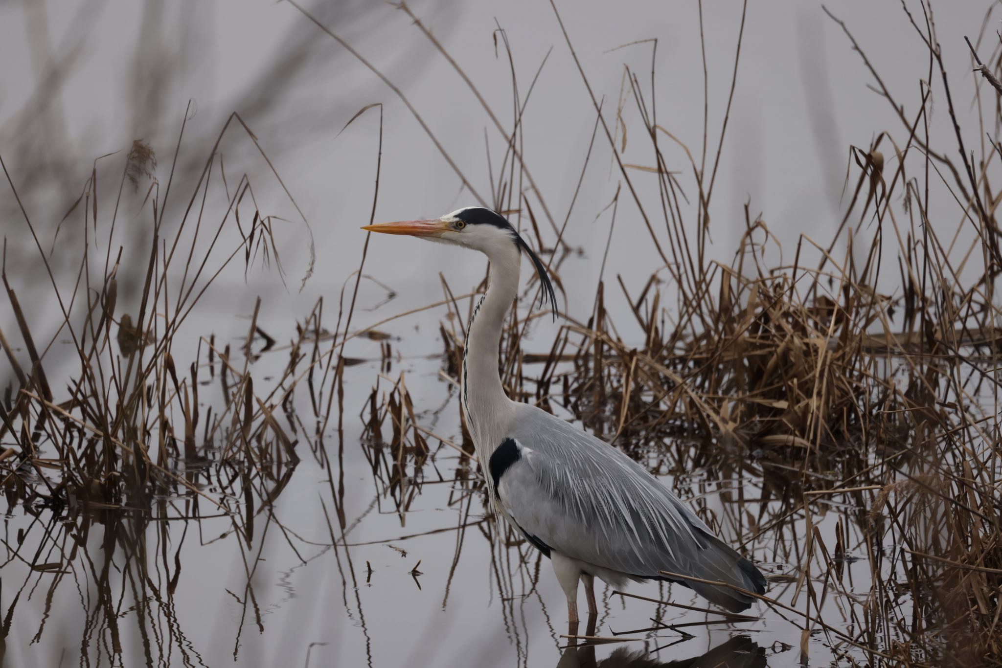 Photo of Grey Heron at 札幌モエレ沼公園 by will 73