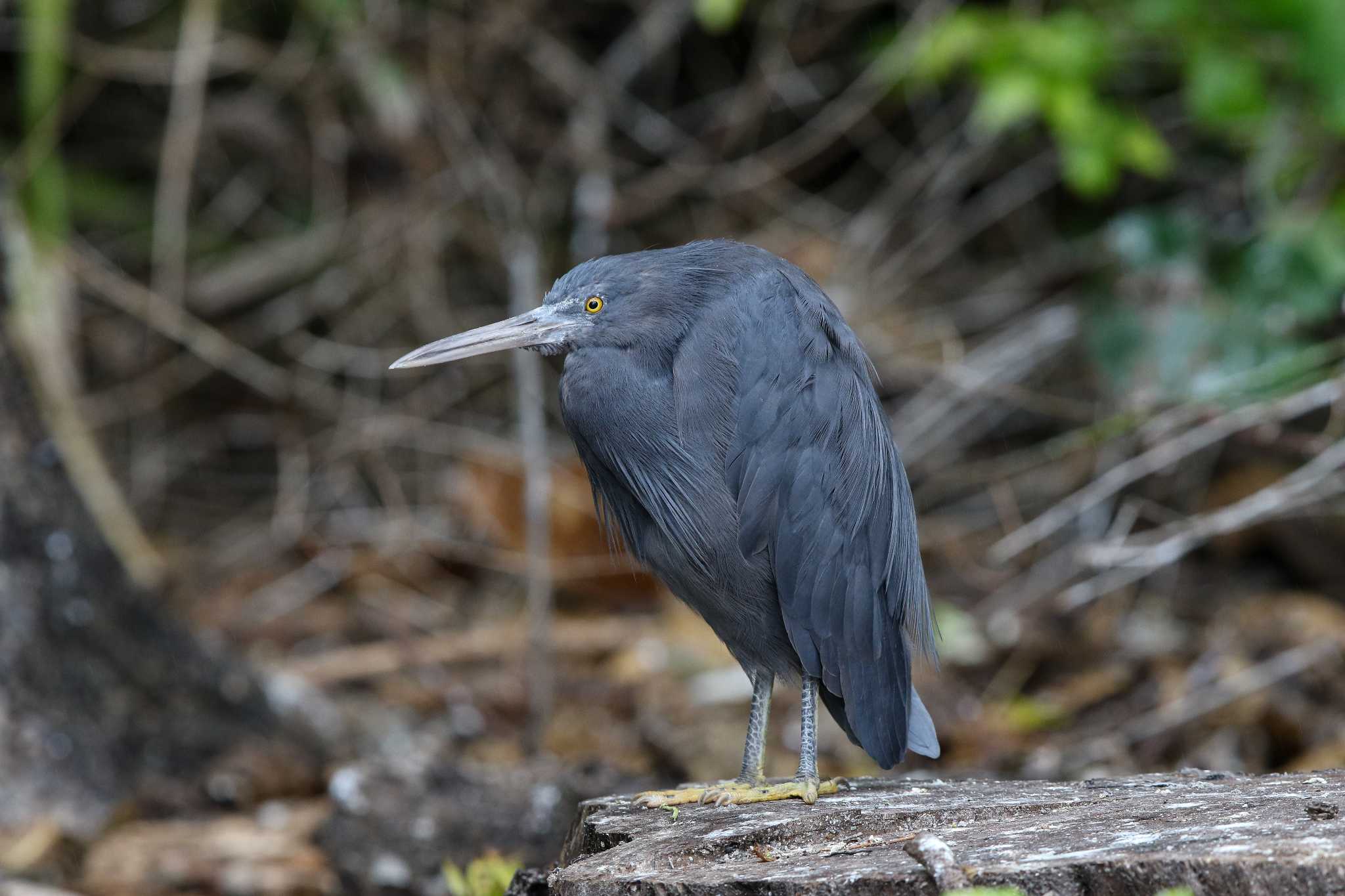 Pacific Reef Heron