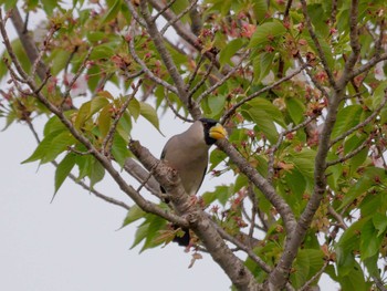 Japanese Grosbeak 横浜市立金沢自然公園 Wed, 4/5/2023