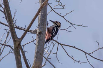 White-backed Woodpecker Yanagisawa Pass Tue, 5/1/2018