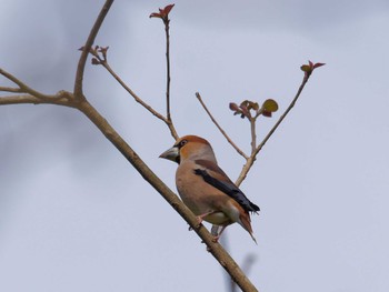 Hawfinch 横浜市立金沢自然公園 Wed, 4/5/2023