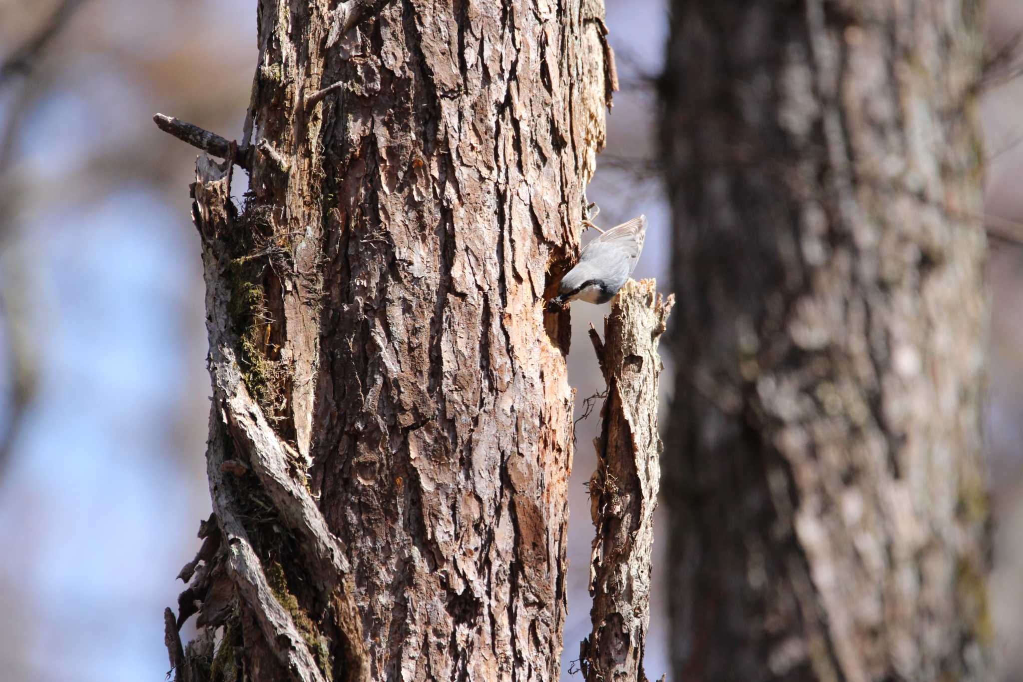 Photo of Eurasian Nuthatch at 富士北麓公園 by Sweet Potato