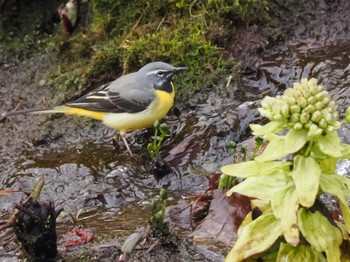 2023年4月5日(水) 福井緑地(札幌市西区)の野鳥観察記録