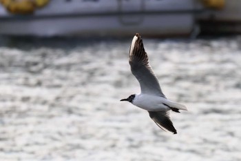 ユリカモメ 沼津港 2023年4月4日(火)