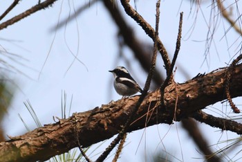 Little Pied Flycatcher