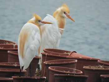 Eastern Cattle Egret 台糖湖濱生態歩道 Sun, 3/26/2023